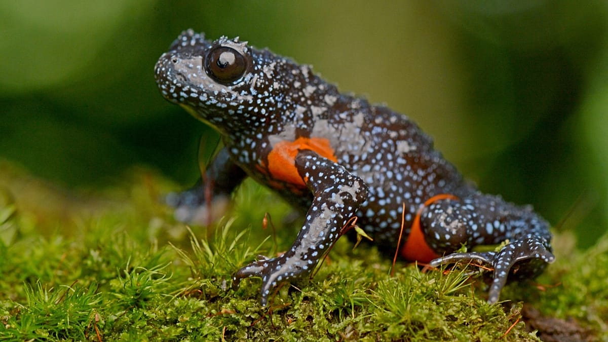 How the hunt for a perfect picture has pushed the ‘magical’ galaxy frog towards extinction