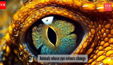 5 unique animals that change eye colours