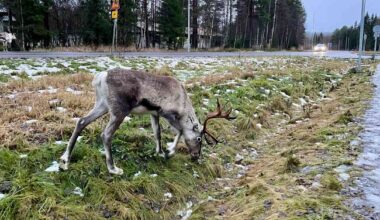 Tuesday's papers: Pension projections, closing convenience, and antlered entertainment | Yle News