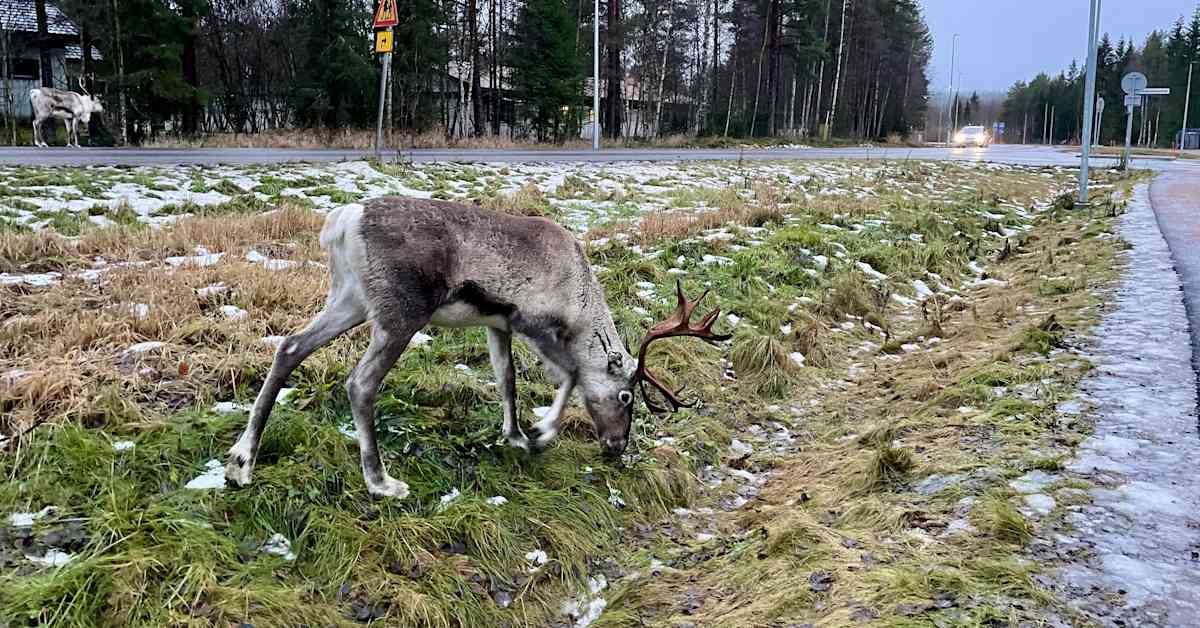 Tuesday's papers: Pension projections, closing convenience, and antlered entertainment | Yle News