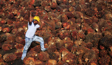 Malaysia moves to reclaim palm oil market share in China