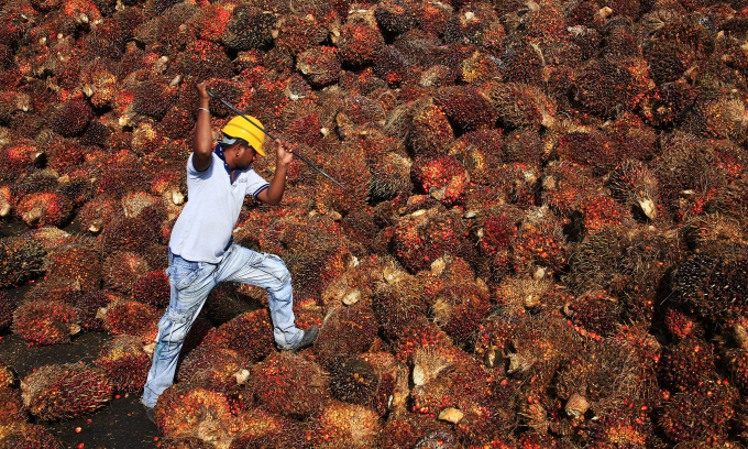 Malaysia moves to reclaim palm oil market share in China