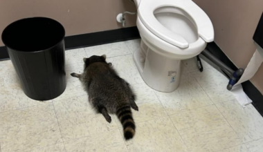 ‘Heavily intoxicated’ raccoon passes out in liquor store bathroom after breaking in, ransacking shelves