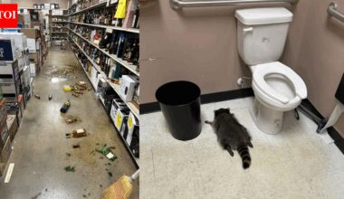 Drunk raccoon breaks into liquor store, downs scotch, and passes out in bathroom | World News