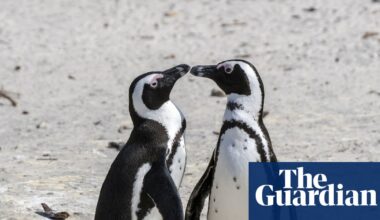 60,000 African penguins starved to death after sardine numbers collapsed – study | Birds