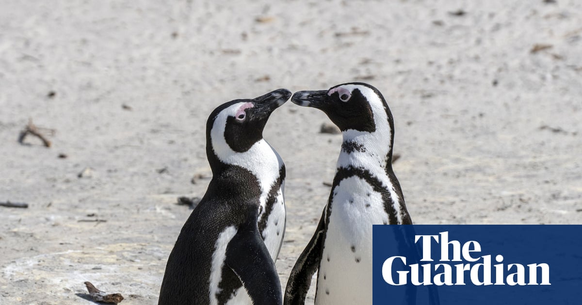 60,000 African penguins starved to death after sardine numbers collapsed – study | Birds