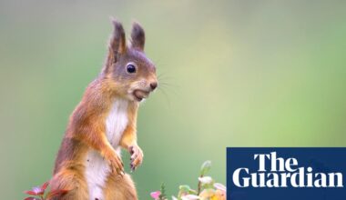 Red squirrels expand across Highlands after 10-year reintroduction drive | Conservation