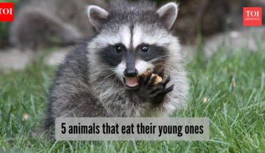 5 animals that die after giving birth to their young