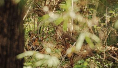 India’s Bengal Tiger Sightings Surge as Luxury Safari Travel Booms