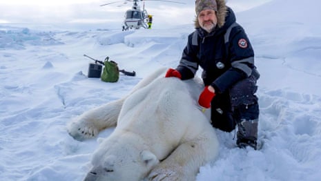 How scientists capture a polar bear – video