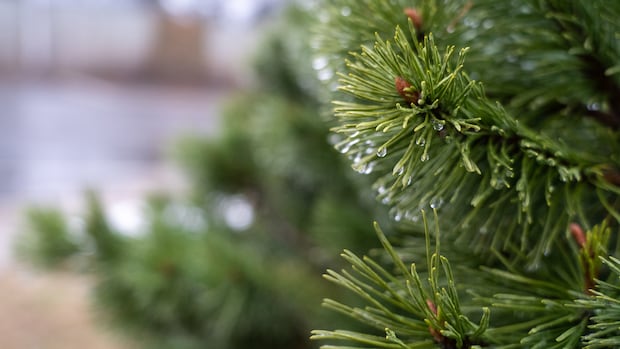 Rain, wind warnings in western Quebec