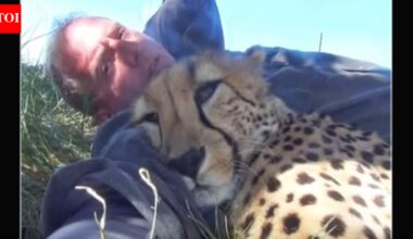 What happened when a wildlife photographer woke up with a curled up cheetah beside him |