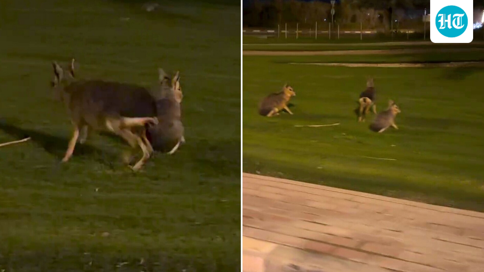 Viral video: Australian woman spots mysterious wild animal in Dubai, asks ‘What the hell is that?’