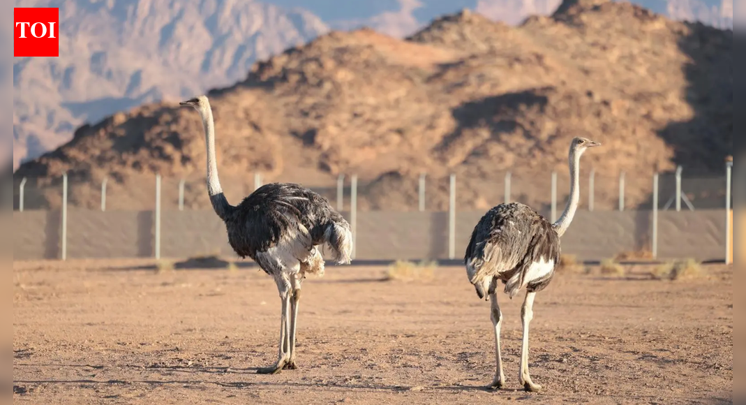 ‘Camel Bird’ Ostriches return after 100 years in Saudi Arabia | World News