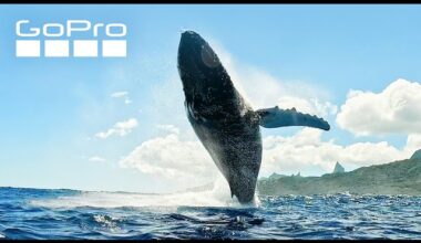 Underneath a Breaching Humpback Whale