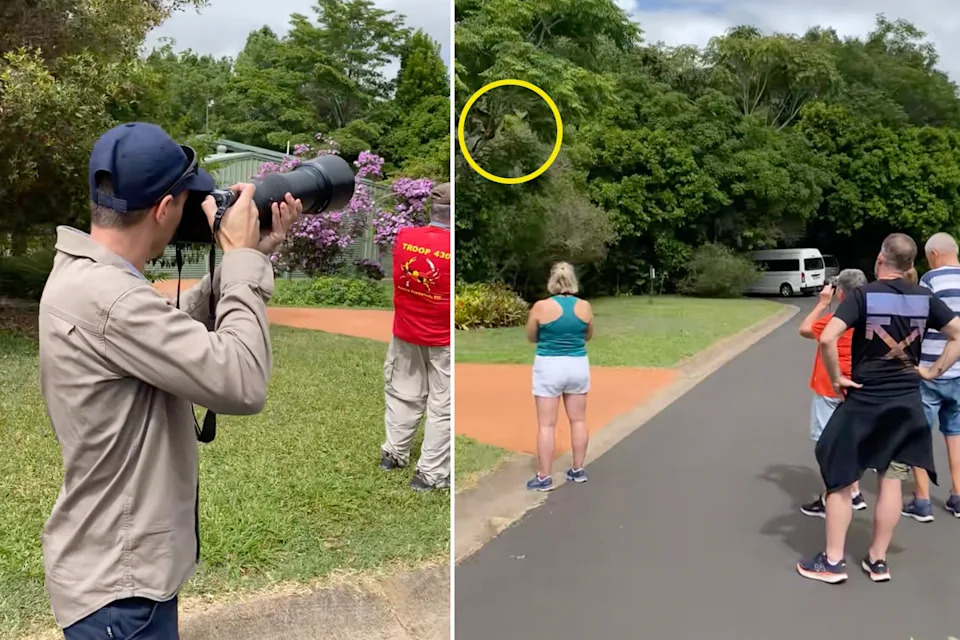 A Queensland tour group observing a rare tree kangaroo in the Atherton Tablelands in Far North Queensland. 