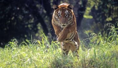 Gujarat roars back on India’s tiger map after over 30 years