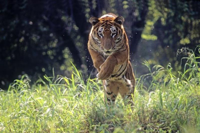 Gujarat roars back on India’s tiger map after over 30 years