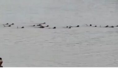 Primate power: Watch as monkeys unite to rescue companion from crocodile's jaws