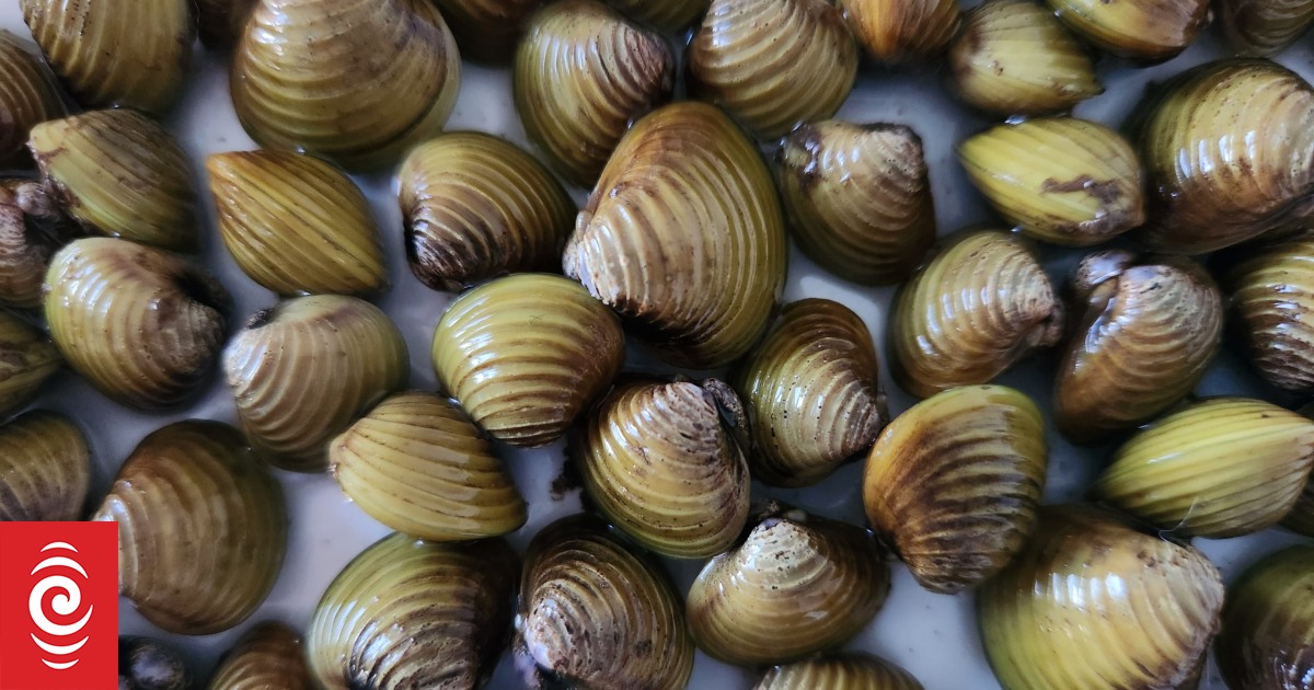 Te Arawa Lakes Trust battles invasive gold clams