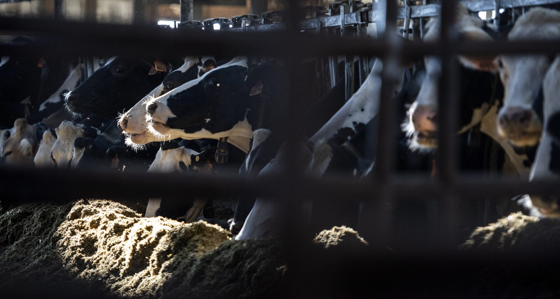 Dairy cows can be seen through a fence in a barn