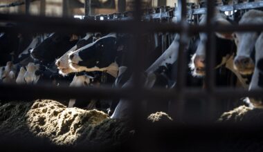 Dairy cows can be seen through a fence in a barn