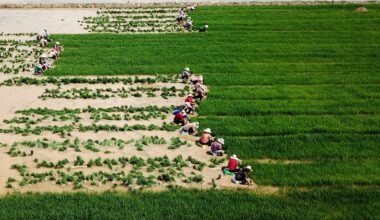 Verra used junk carbon credits to fix Shell's offsetting scandal