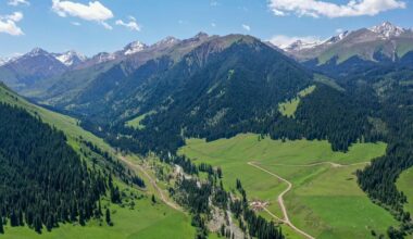 New study traces how Earth's alpine plant diversity evolved-Xinhua