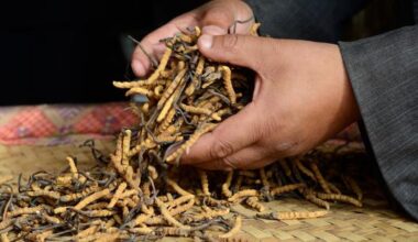 Medicinal herbs that traditional healing relied on are vanishing due to climate change