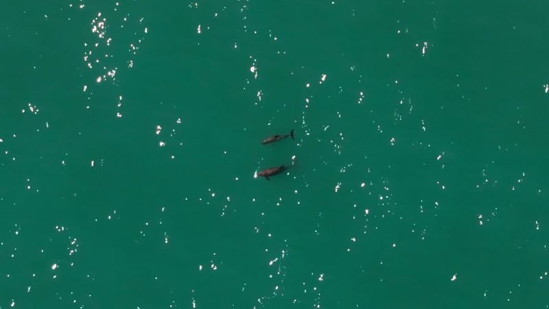 Fewer than 10 of these vaquitas are left. Can the species be saved?