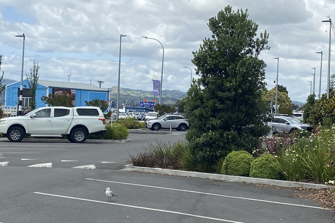 SunLive - Bystanders praised after alleged rock incident