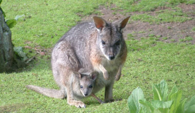 SunLive - Over 2000 wallabies controlled across BOP