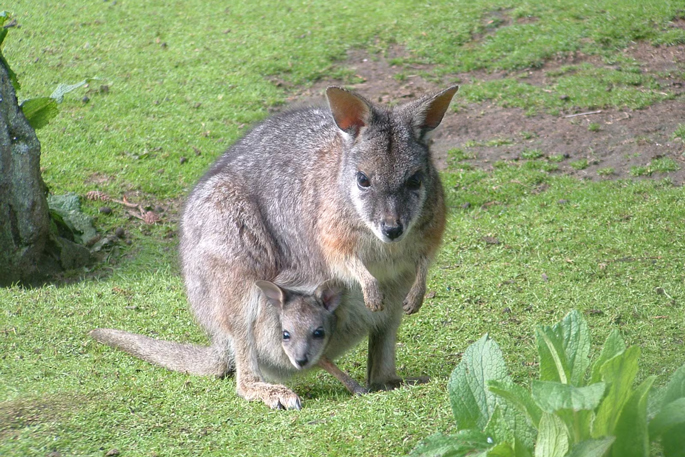SunLive - Over 2000 wallabies controlled across BOP