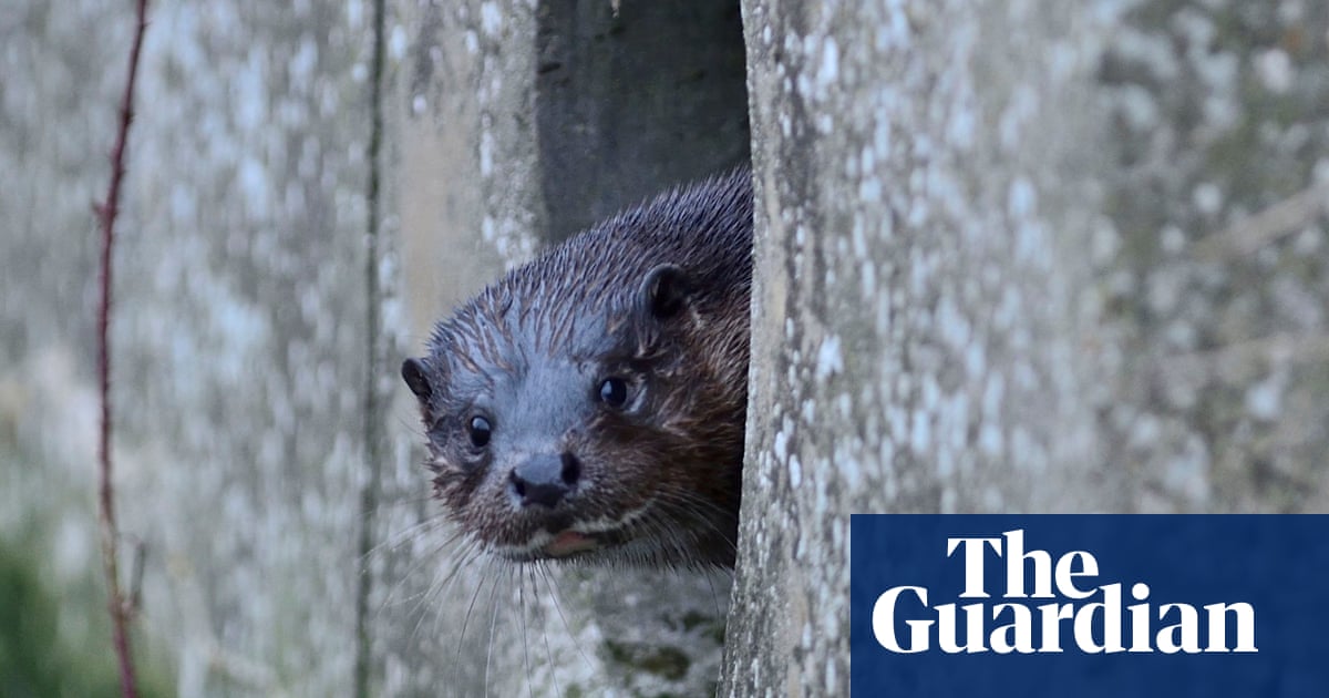 Hightailing along city streets and raiding ponds: otters’ revival in Britain | Wildlife