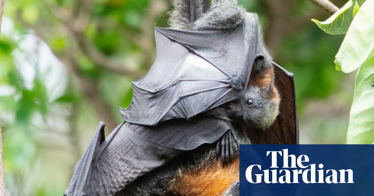 Queensland to continue to allow farmers to shoot flying foxes after revoking ban on controversial practice | Queensland