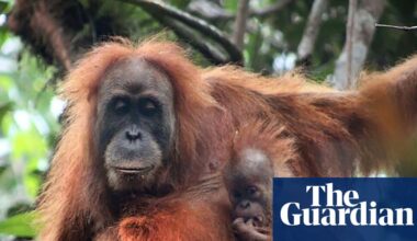 Indonesia floods were ‘extinction level’ disturbance for world’s rarest ape | Indonesia