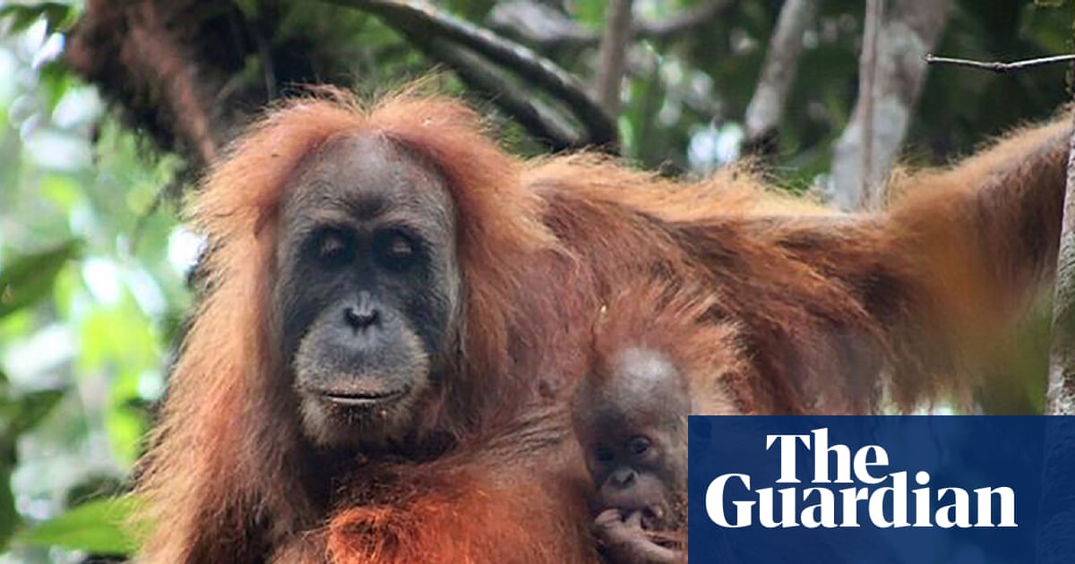 Indonesia floods were ‘extinction level’ disturbance for world’s rarest ape | Indonesia