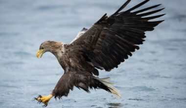 Foul play suspected as white-tailed eagles vanish
