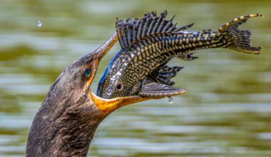 A cormorant swallows a catfish — and other news in pictures