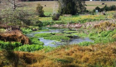 Court of Appeal: Māori Land Court cannot rule on Porotī Springs water