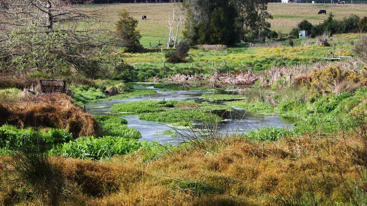 Court of Appeal: Māori Land Court cannot rule on Porotī Springs water