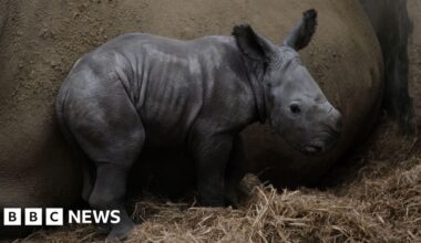 White rhino calf born at Cotswold Wildlife Park takes first steps