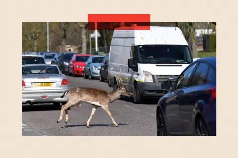AFP via Getty Images A deer crosses the road in Harold Hill in east London
