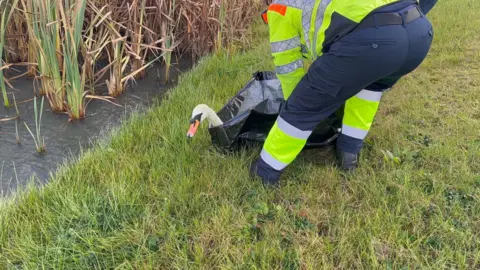National Highways A swan is released next to a body of water and is being helped out of a so-called swan bag which highways officers used to capture it and move it to safety.