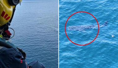 Helicopter crew's incredibly rare 18-metre discovery off east coast of Australia