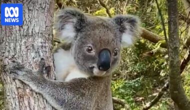 Flocks of tourists dubbed the 'koala paparazzi' putting animals at risk in Byron Bay