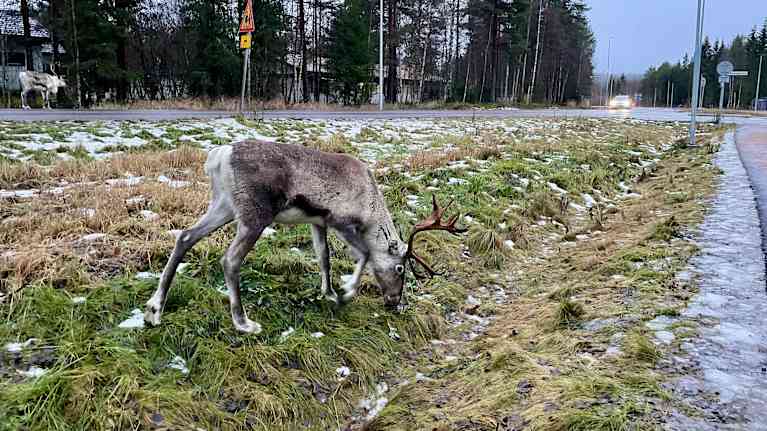 A reindeer grazes on a median between two roads.
