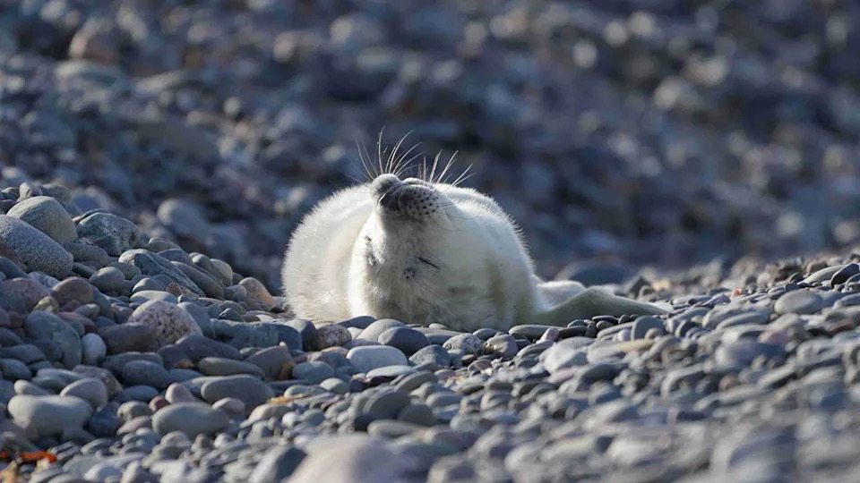 A grey seal pup. The pup is fluffy and white and is leaning over on its back. It rests on blue grey cobbled stones. 