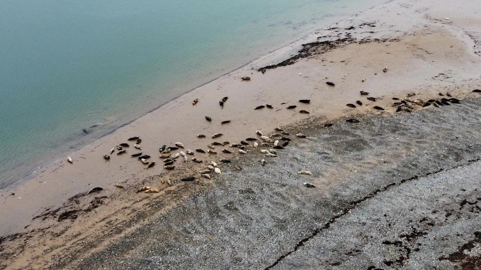 Dozens of grey seals lying on a beach at South Walney Nature Reserve. The seals are brown and white and the sea is a bright turquoise colour. There are brown seaweed and blue rocks on the beach.