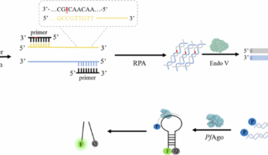 Endonuclease V activated Pyrococcus furiosus Argonaute for the detection of food contaminated bacteria